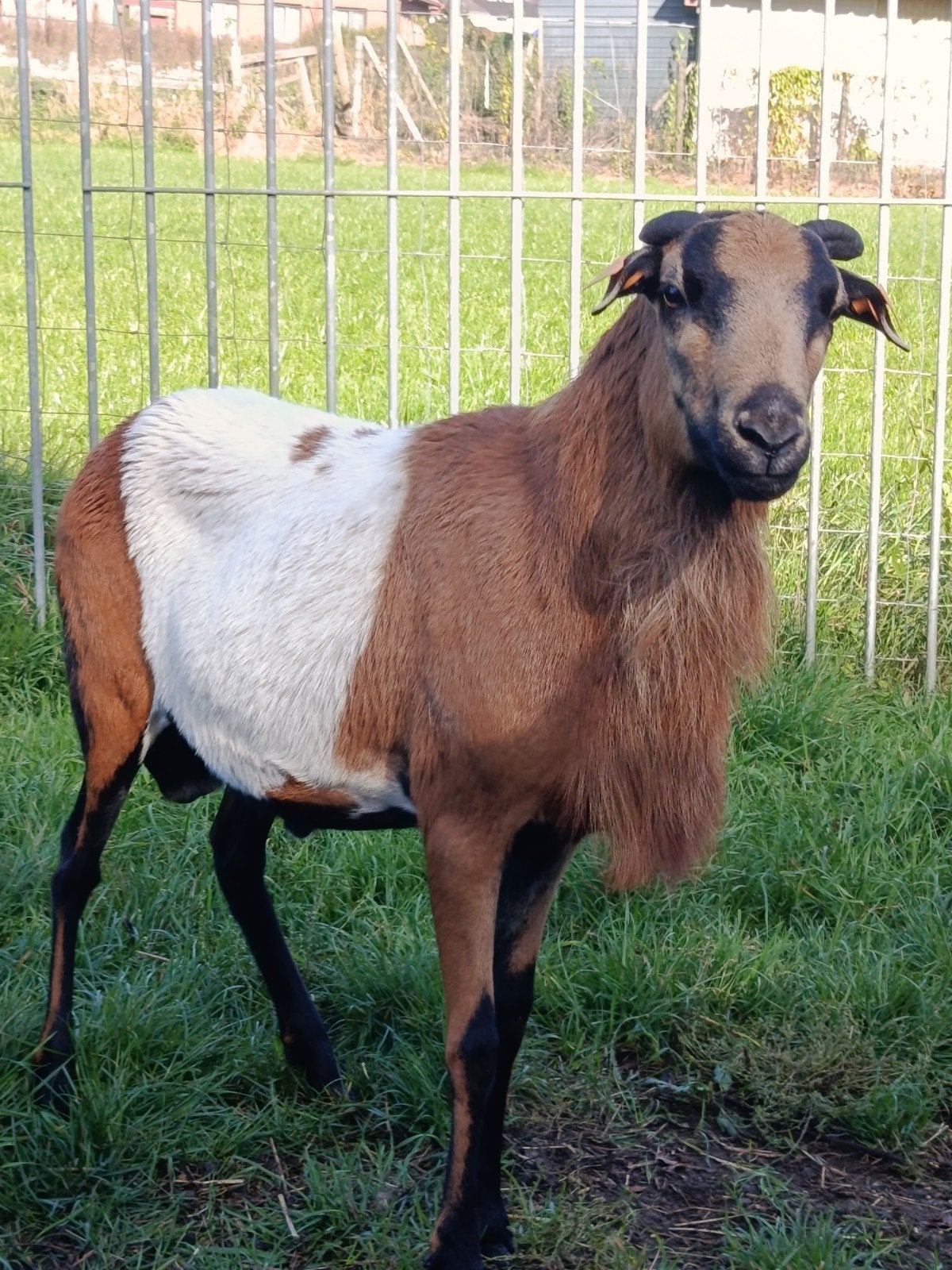 beau bélier, Animaux & Accessoires
