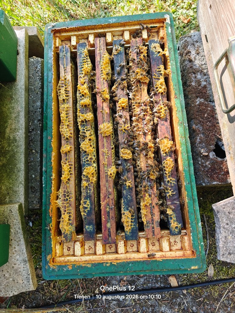 Honingbijenvolk te koop, Dieren en Toebehoren, Bijen