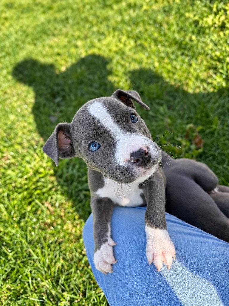 Chiots Stafford américains, Animaux & Accessoires, American Staffordshire Terrier, Maladie de Carré (chiens), Plusieurs, Belgique