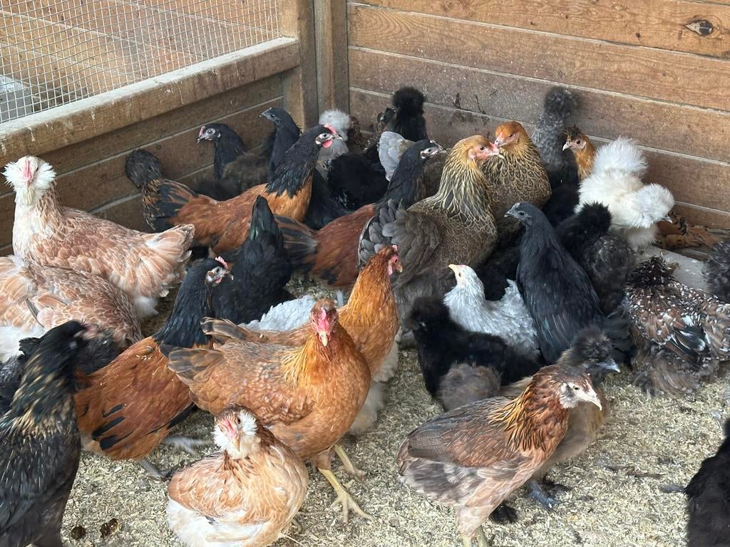 Araucana : kip met groene eieren, Dieren en Toebehoren, Kip