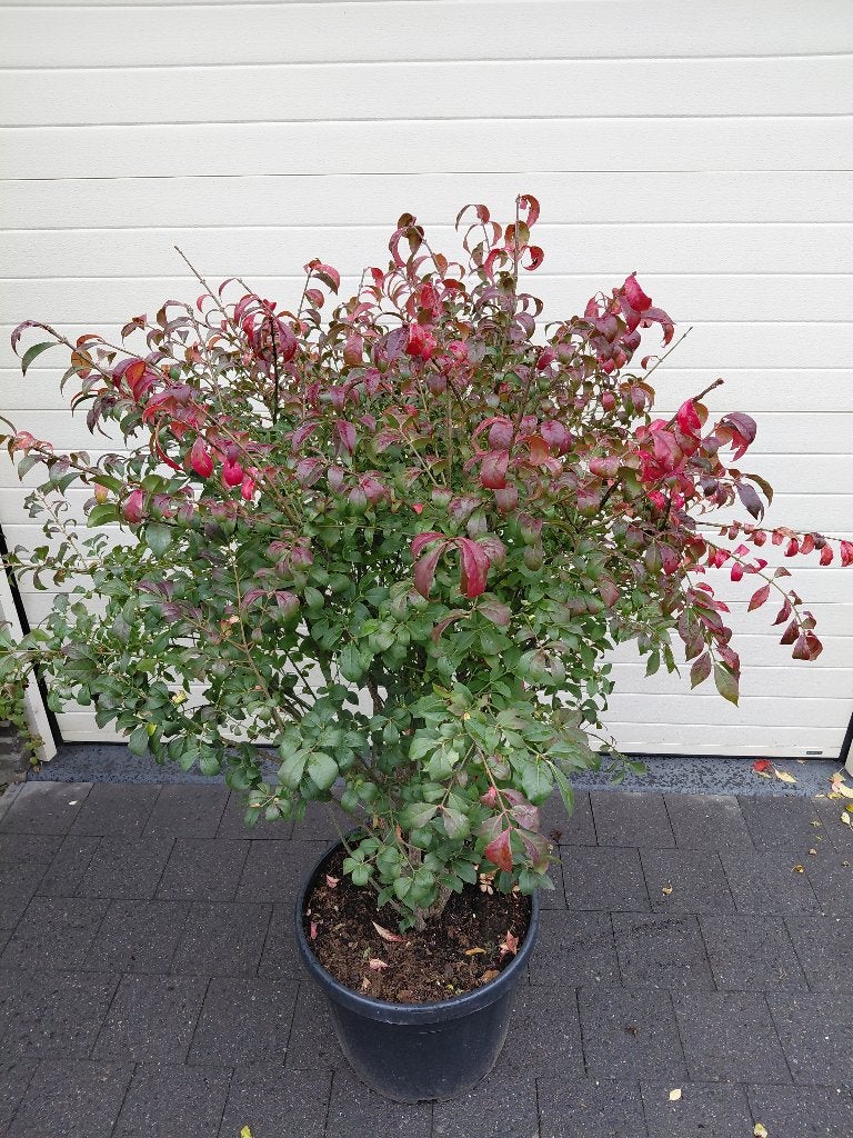 Euonymus Compactus multistam, Tuin en Terras, Ophalen, Halfschaduw