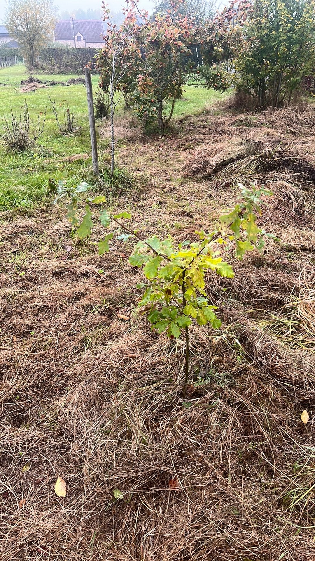 Quercus robuste 1 m, Jardin & Terrasse, Enlèvement, Moins de 100 cm