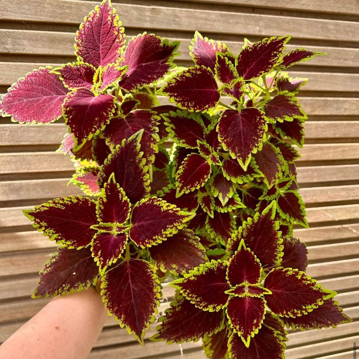 Coleus / siernetel, Enlèvement ou Envoi