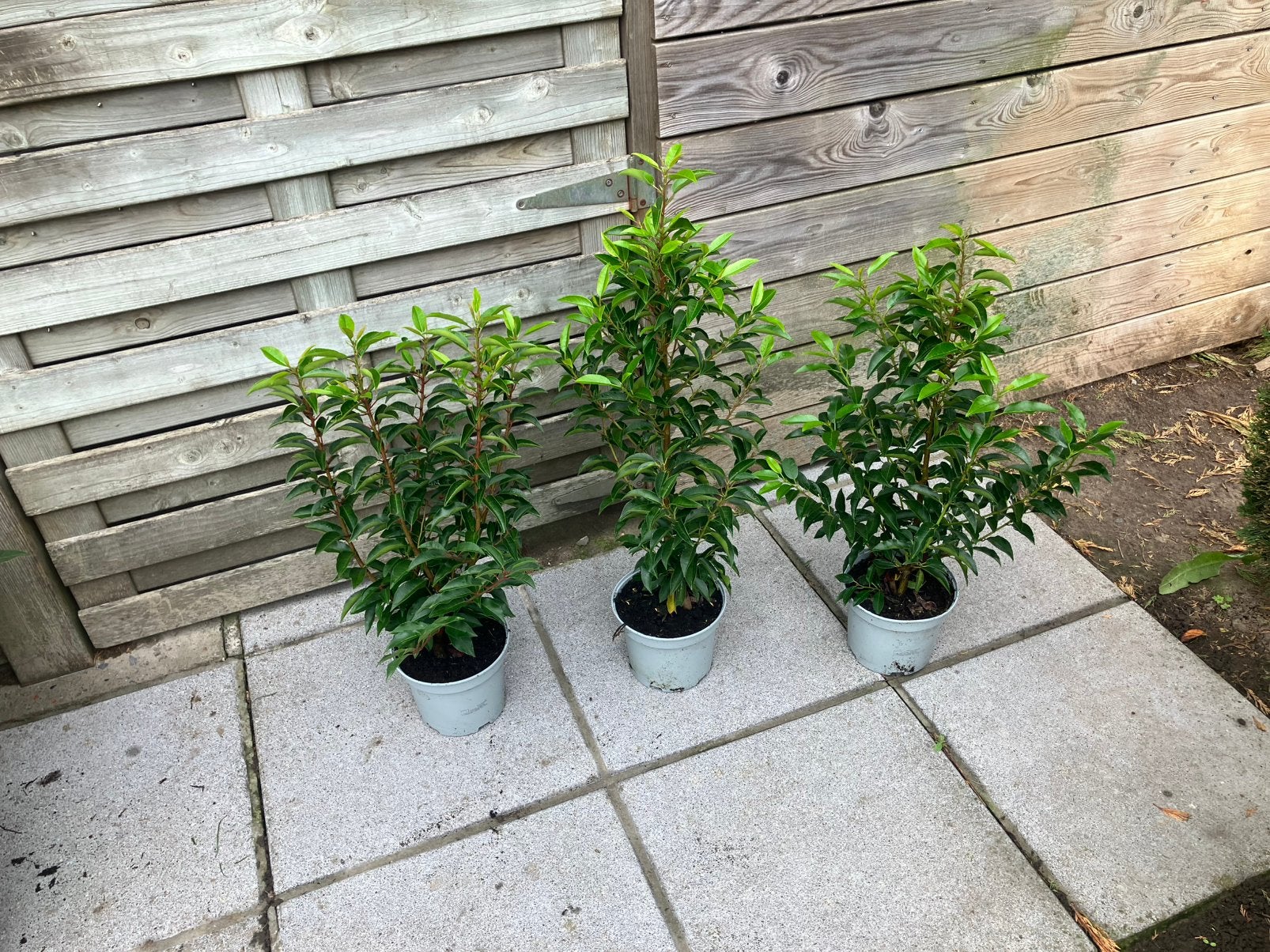 Prunus lus. ‘Angustifolia’ 40/60 / Portugese laurier, Tuin en Terras, Ophalen