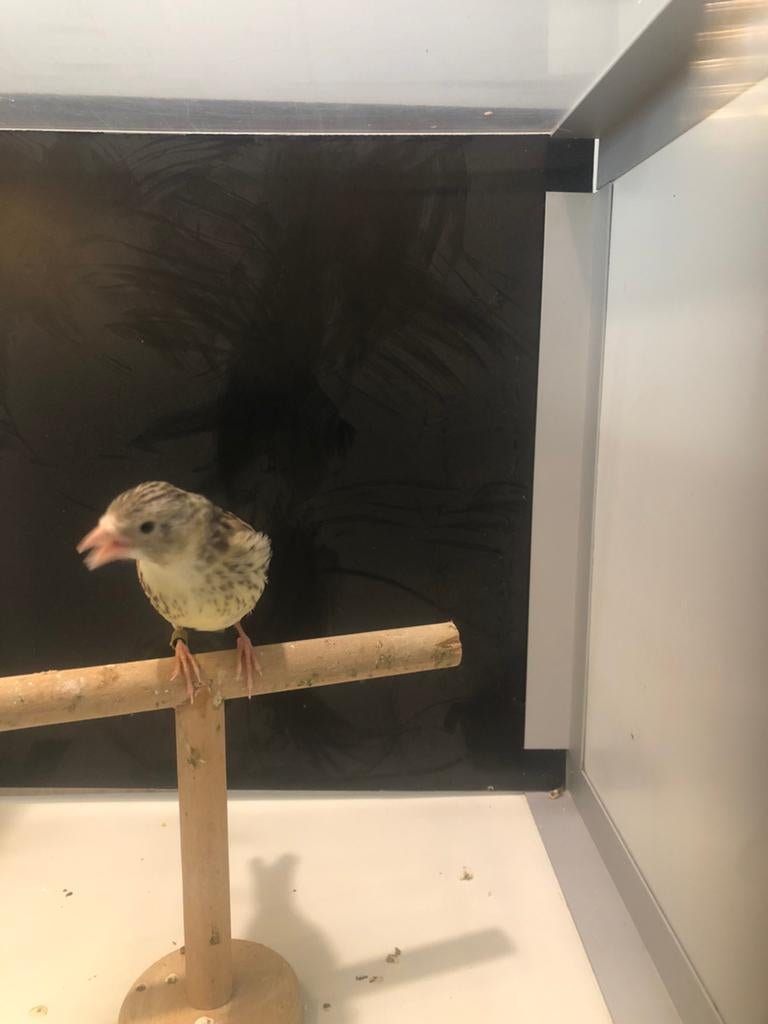 Bebe metiss chardonnerets parva GB x canari