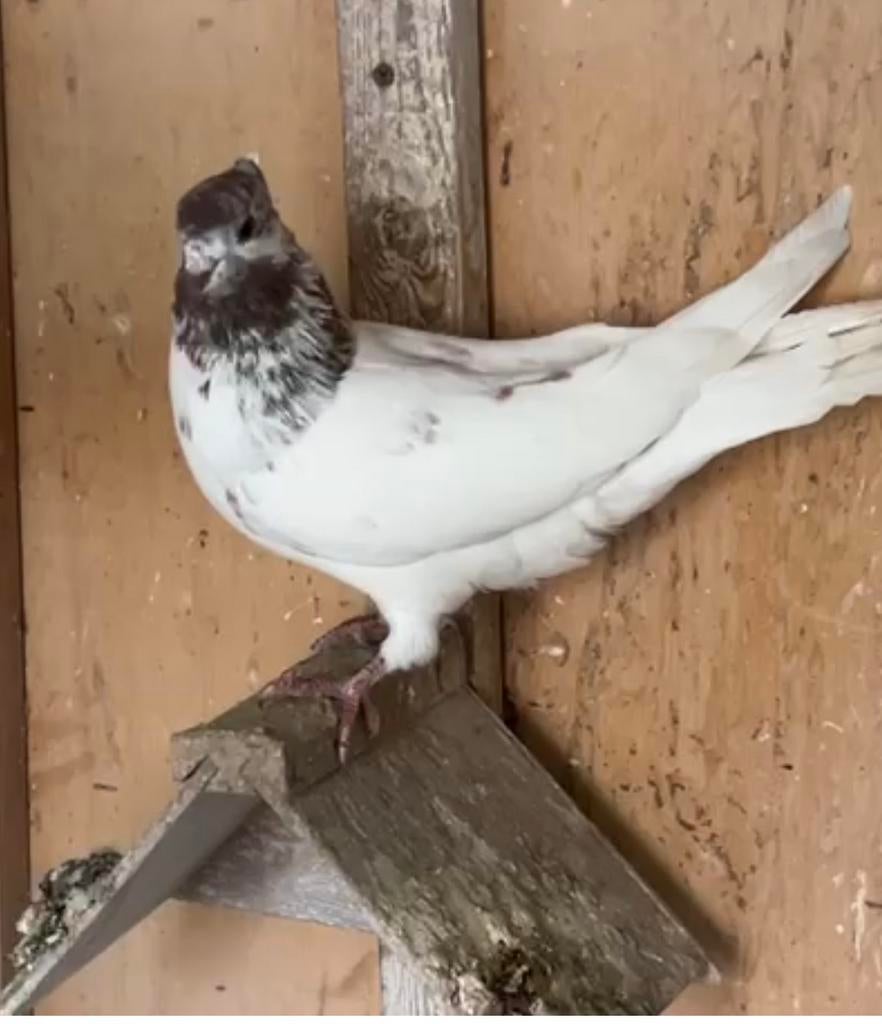 Iraanse duiven, Dieren en Toebehoren