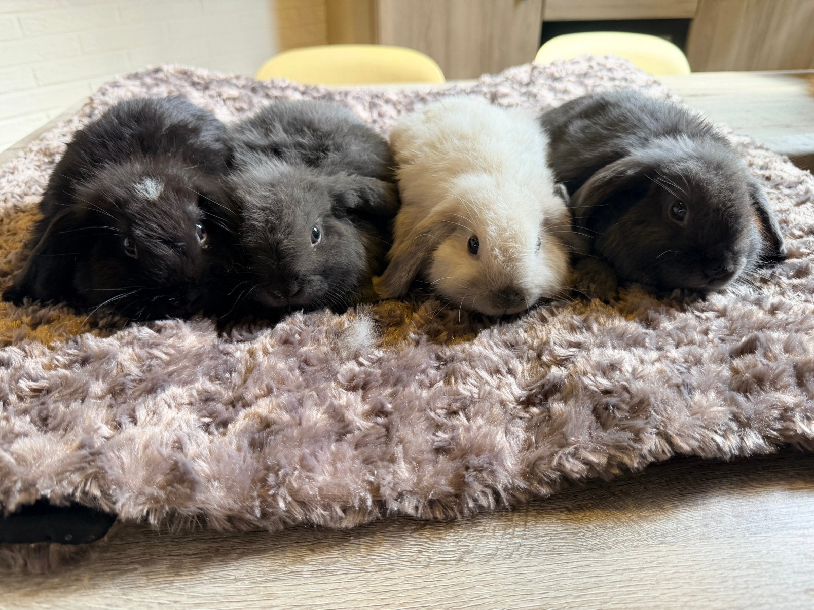Minilopjes, Dieren en Toebehoren, Konijnen, Meerdere dieren