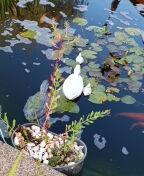 Carpes Koi, Enlèvement, Autres types