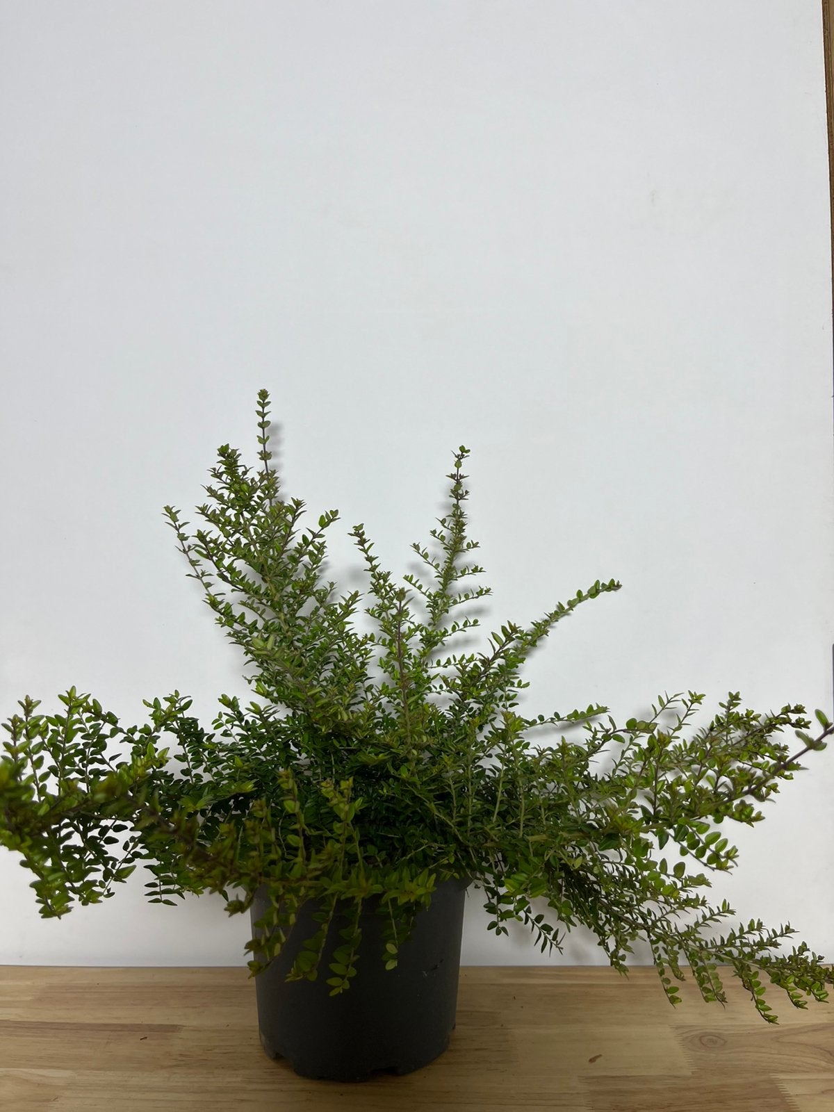 Lonicera nitida, Tuin en Terras, Ophalen