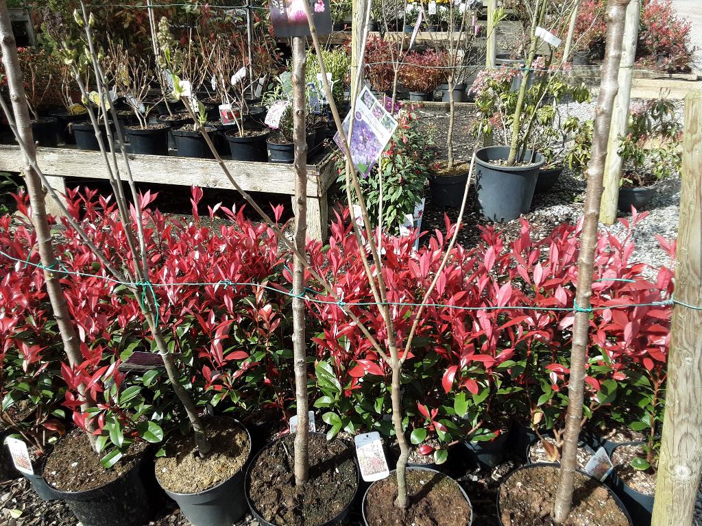photinia  carre  ruoge  3 literpot maat  30/50 -30% KORTING, Enlèvement, Autres espèces, Haie, Moins de 100 cm