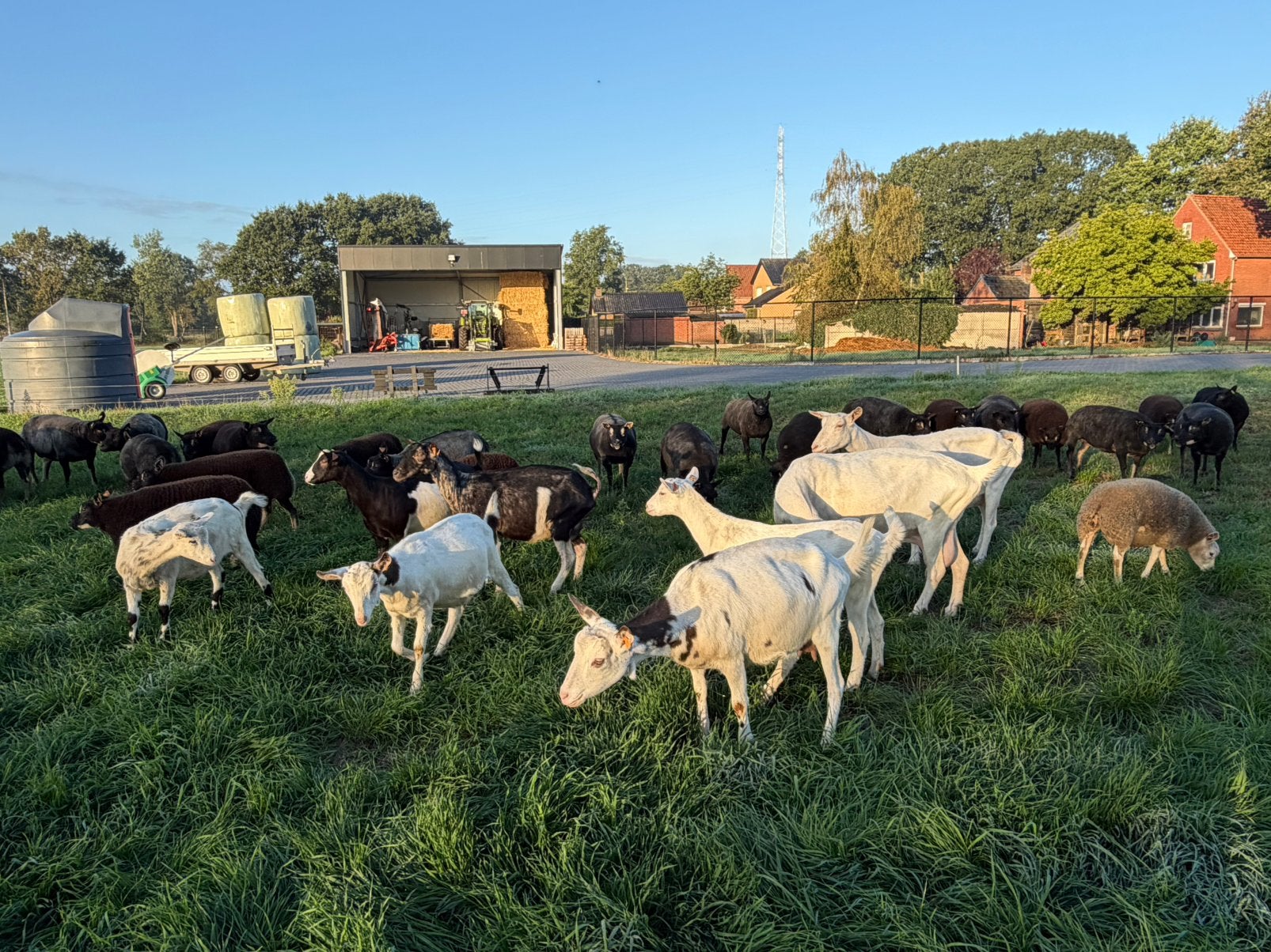 Melkgeiten, Dieren en Toebehoren, Geit