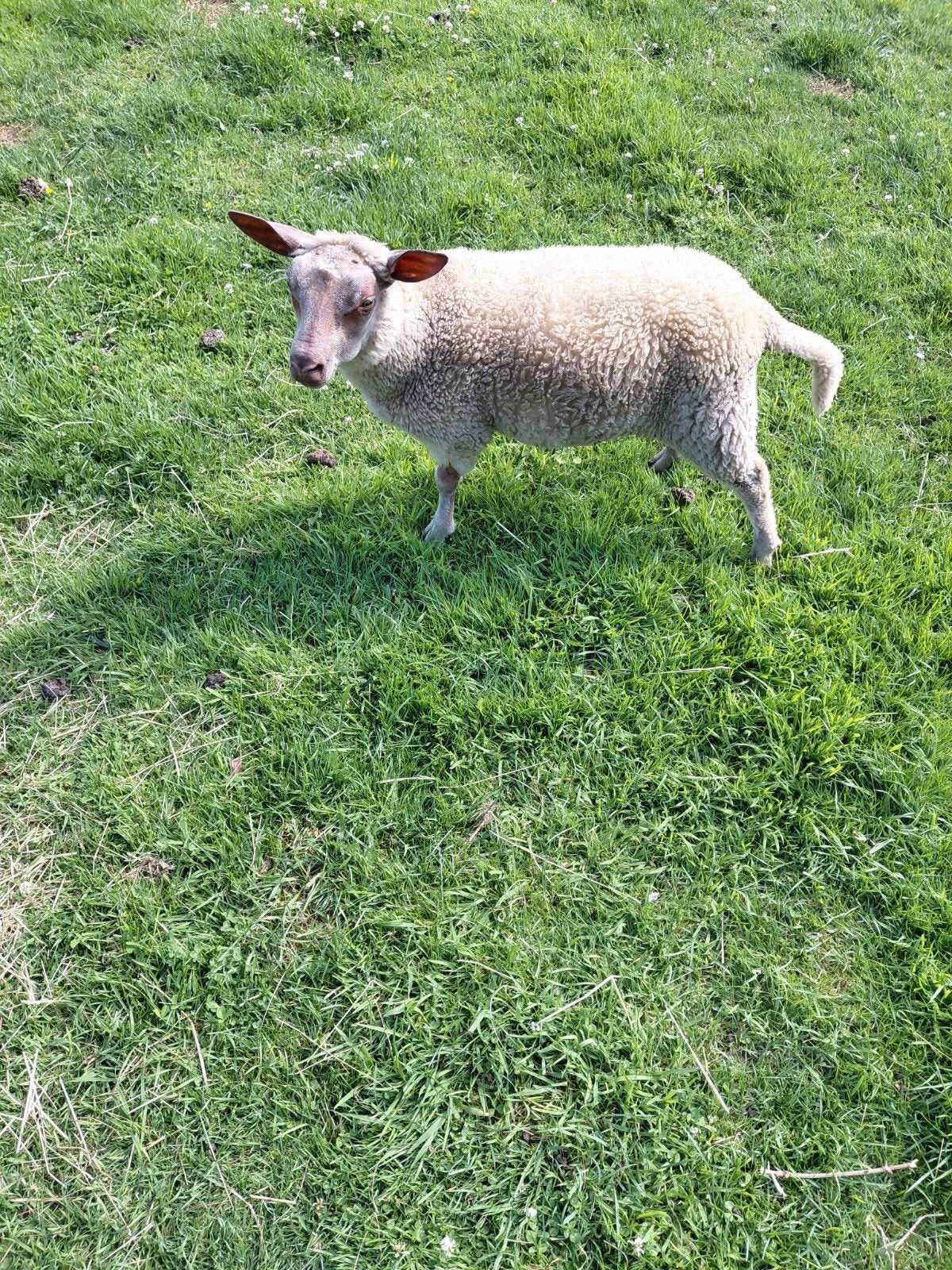 Papfles ooitje, Mouton