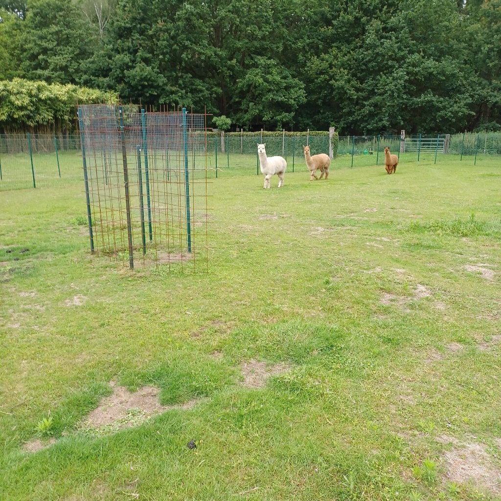 Alpacahengst, Animaux & Accessoires, Animaux Autre, Janvier, Mâle