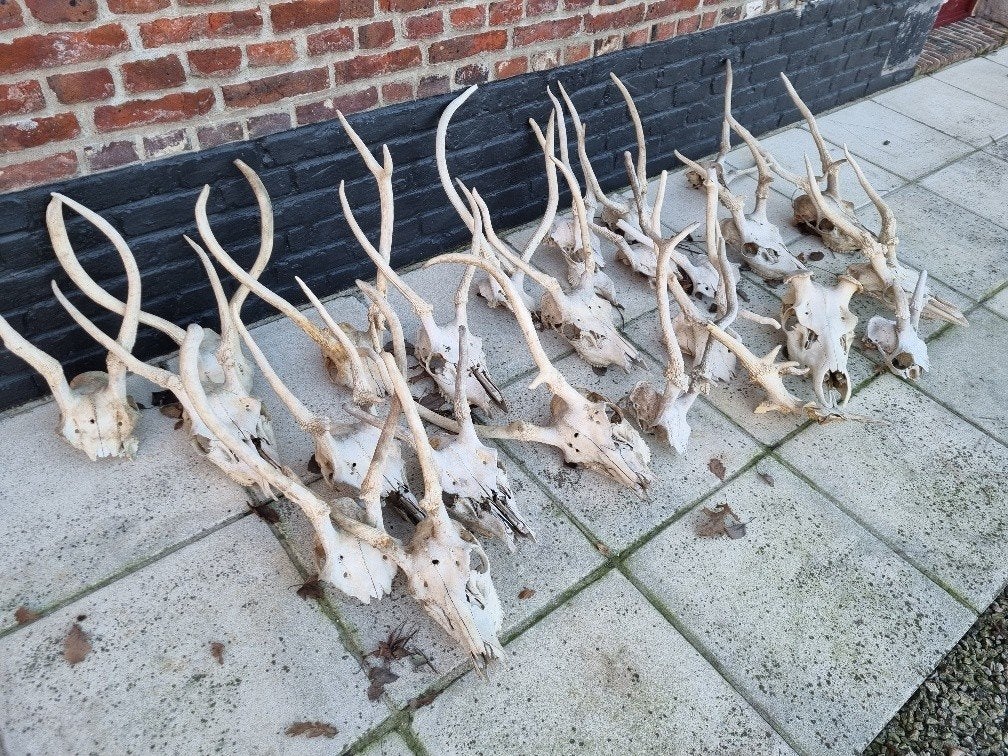 schedels edelherten, Verzamelen, Ophalen, Gebruikt, Hert, Schedel