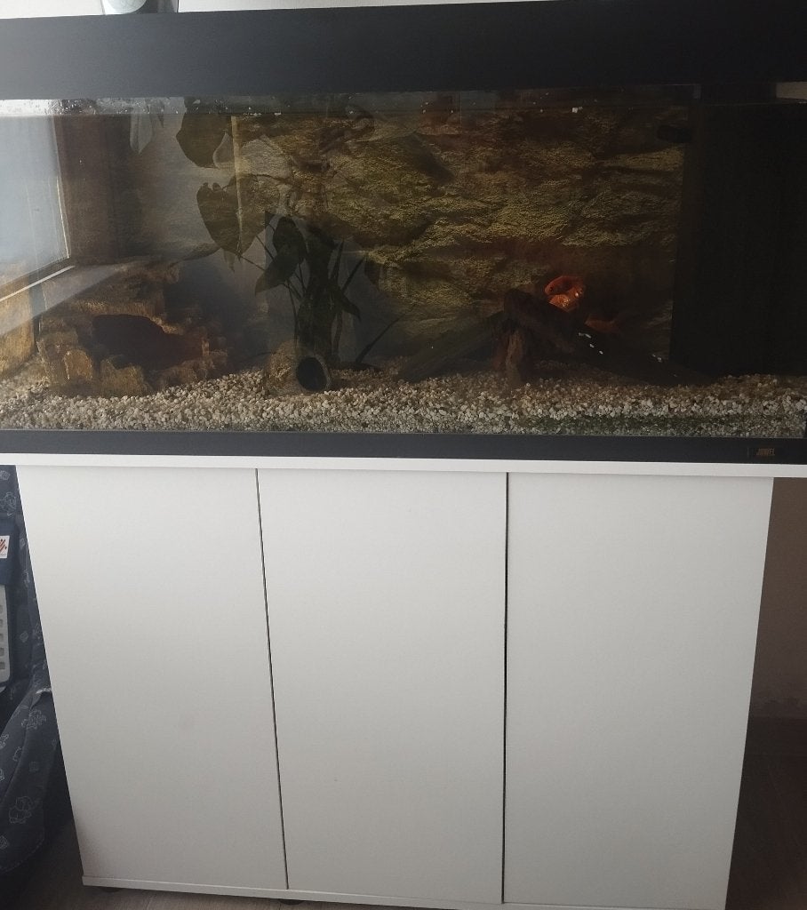 Aquarium compleet + meubel, Ophalen, Filter, Juwel