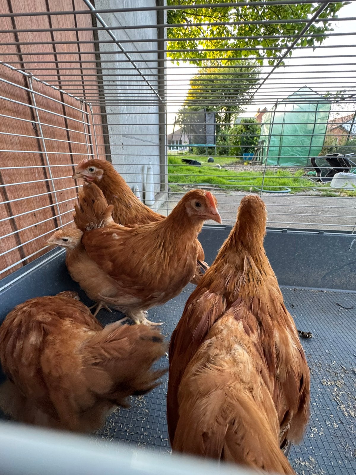 Jonge Legkippen, Dieren en Toebehoren, Vrouwelijk, Kip
