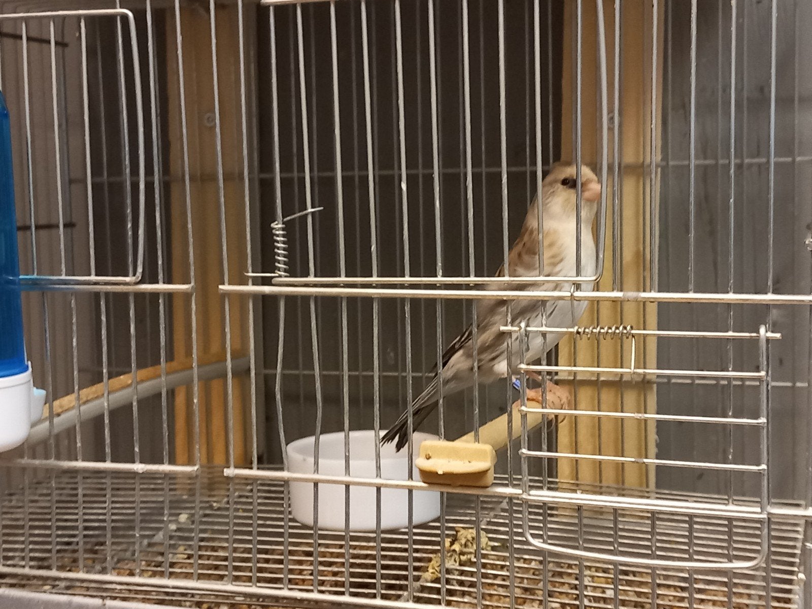Sezerin x canari, Dieren en Toebehoren