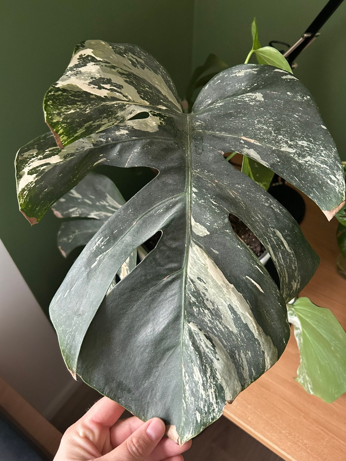 Monstera deliciosa Variegata Albo, Ophalen of Verzenden