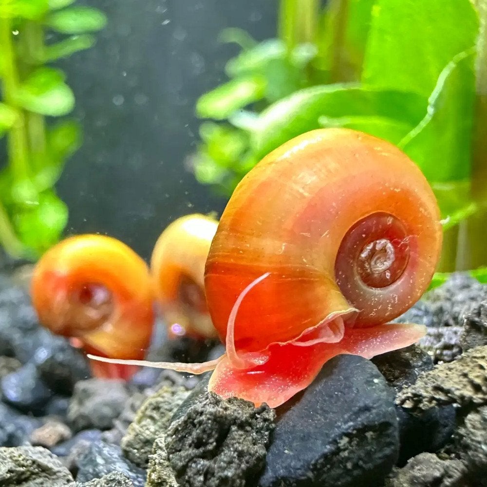 Posthoornslakken / Ramshorn slakken, Escargot ou Mollusque, Poisson d'eau douce