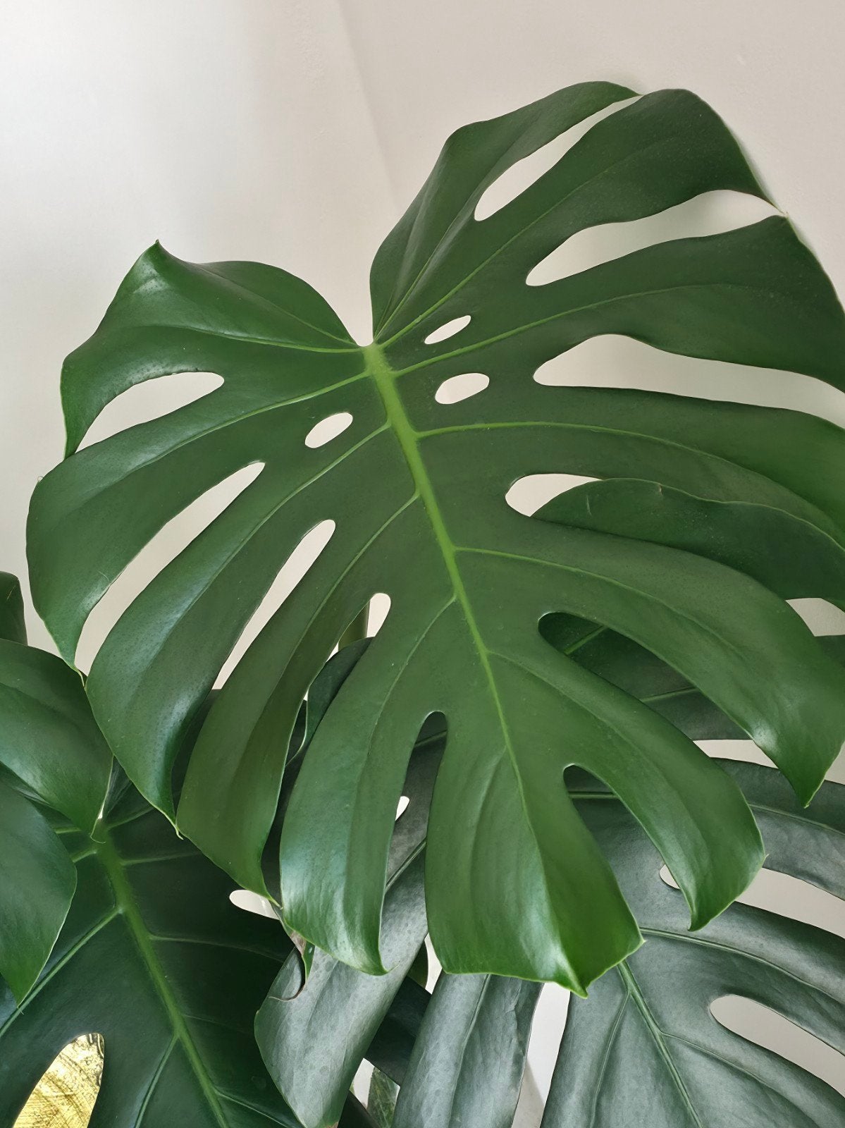 Bouture de Monstera deliciosa, Maison & Meubles, Plantes d'intérieur, Autres espèces, En pot, Enlèvement ou Envoi, 100 à 150 cm