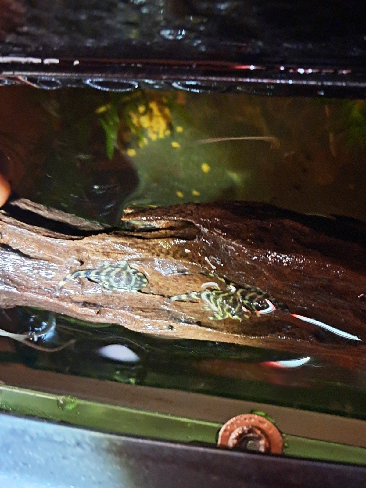 L333 king tiger pleco, Dieren en Toebehoren, Vissen | Aquariumvissen