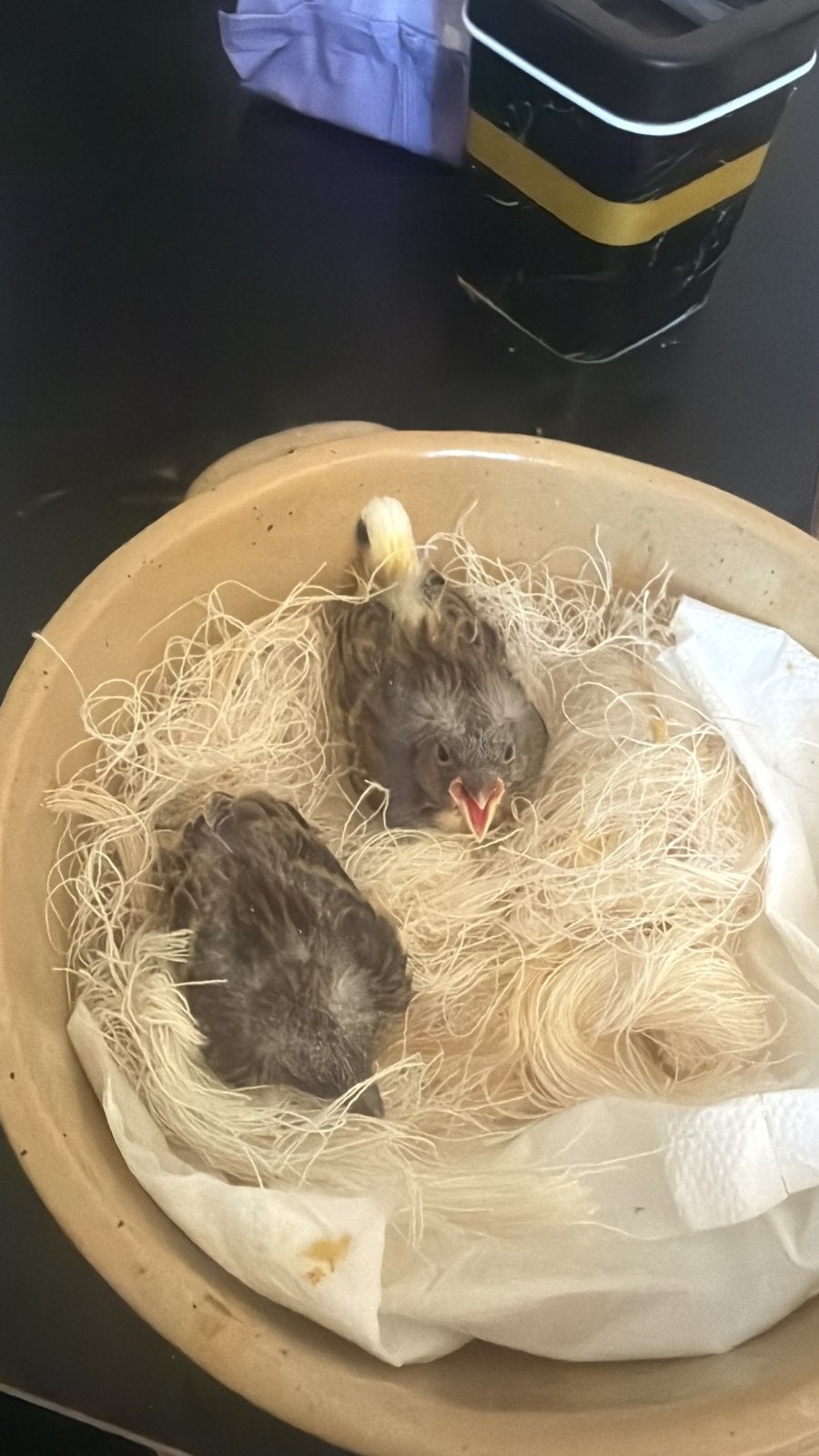 Canari, Domestique, Autres types, Sexe inconnu, Juillet