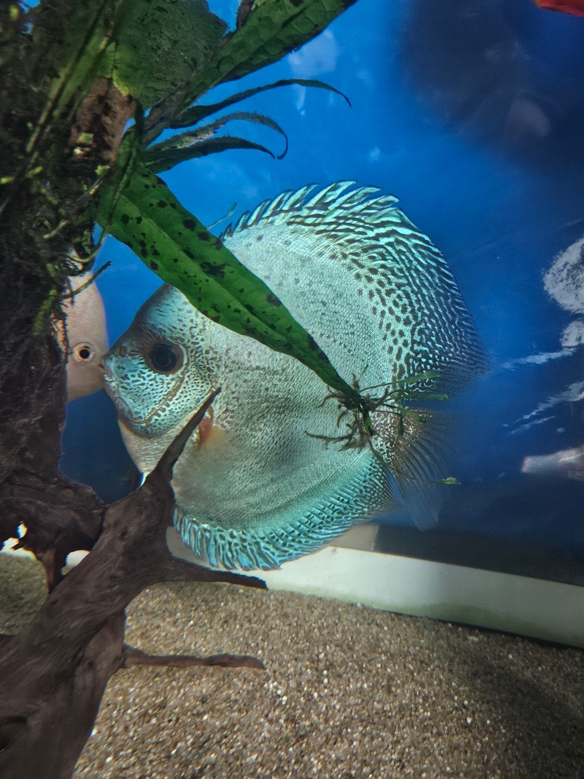 Groep Aziatische Discussen en L nummers en bijvissen, Dieren en Toebehoren, Vissen | Aquariumvissen