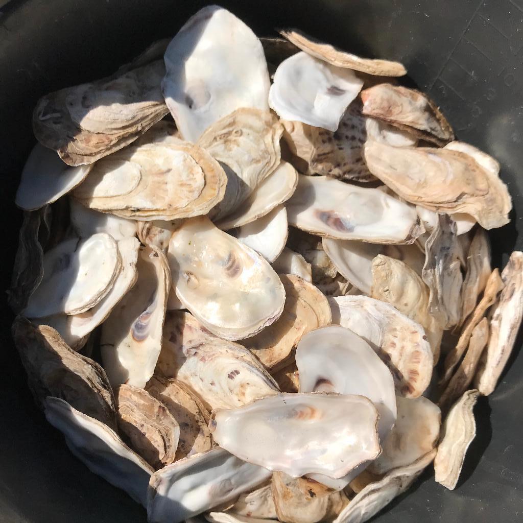 oesterschelpen / schijven als knutselmateriaal of voor krans, Ophalen