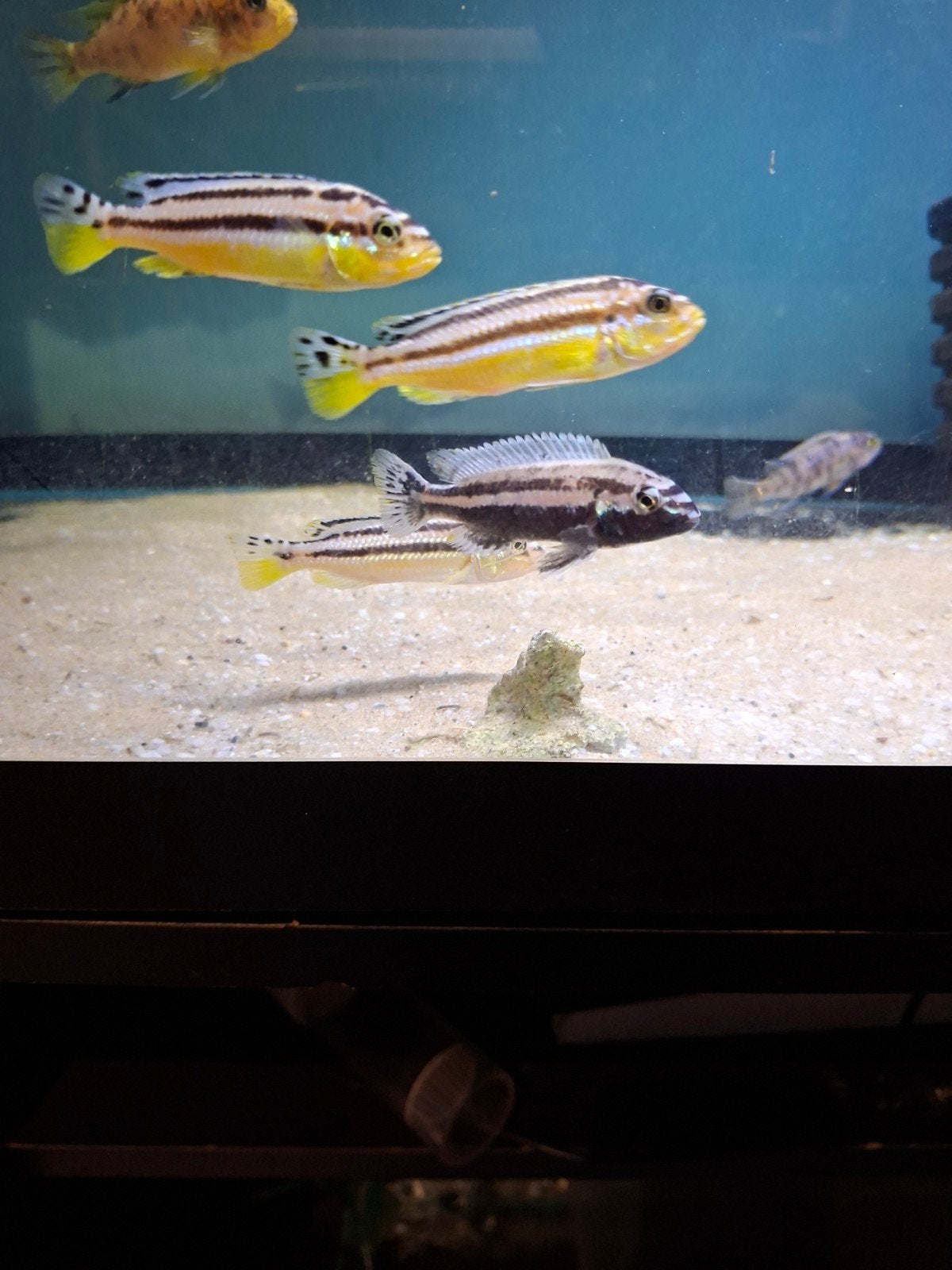 Cichlides malawi melanochromis auratua