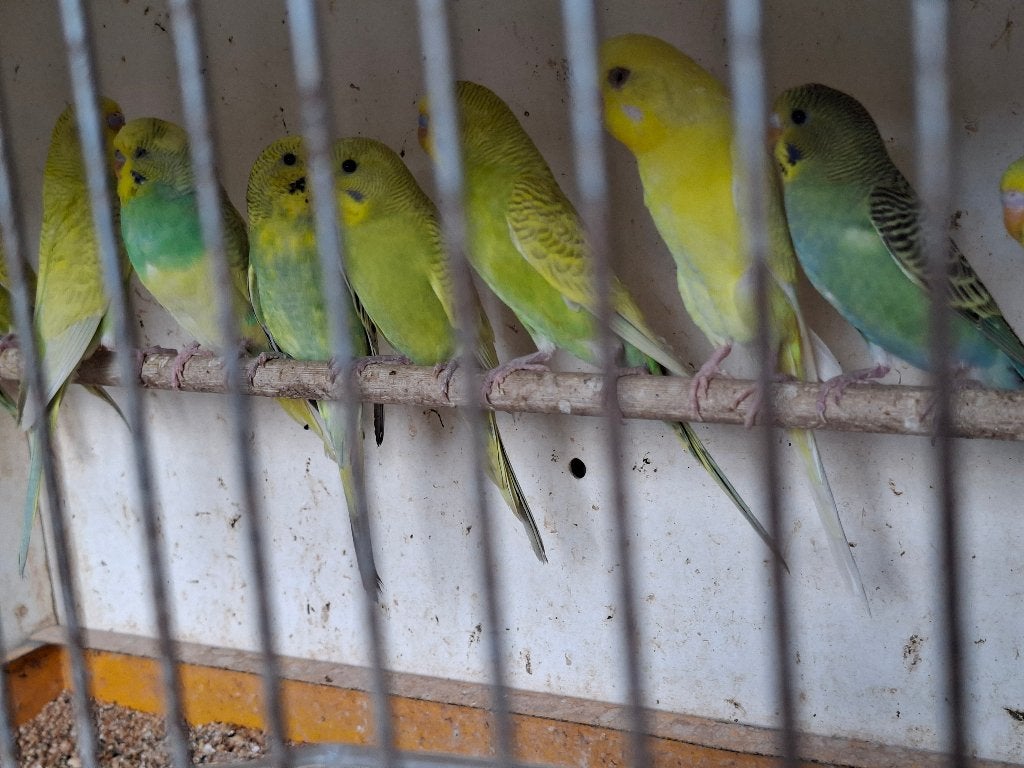 grasparkieten, Dieren en Toebehoren