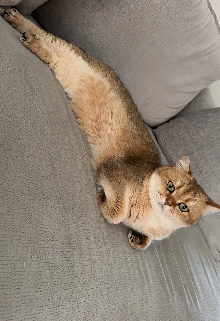 Britse korthaar golden shaded, Chatte ou Chat, Vermifugé, 3 à 5 ans