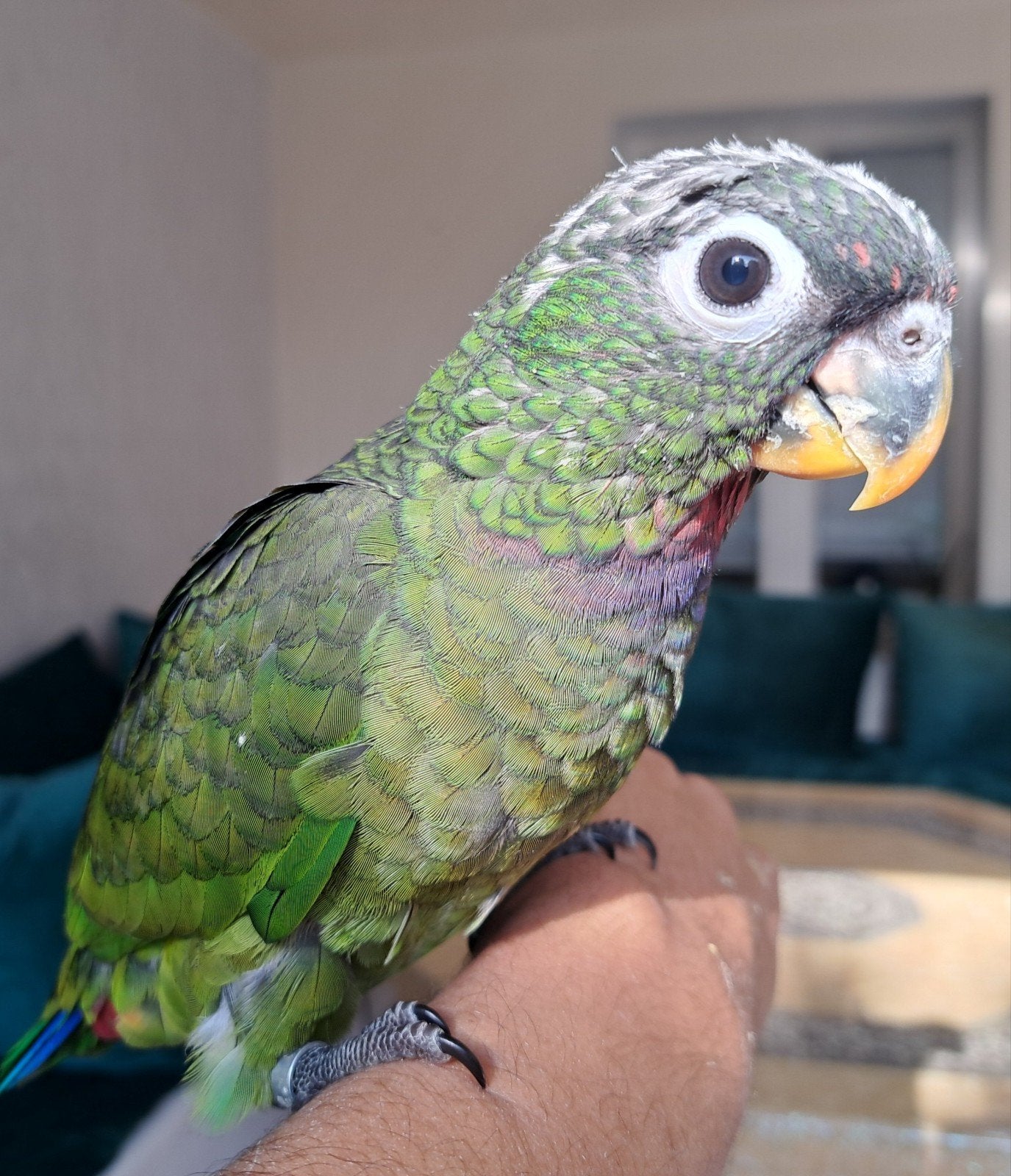 beau bébé perroquet pionus maximilien eam, Animaux & Accessoires