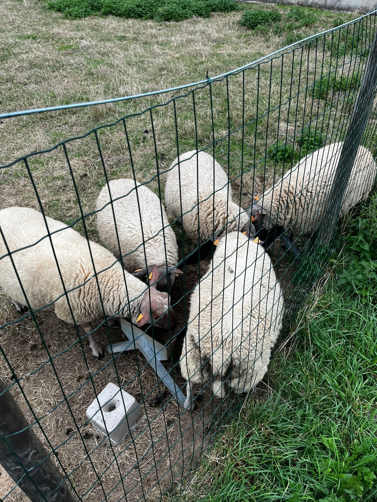 5     Rouge de l'ouest schapen