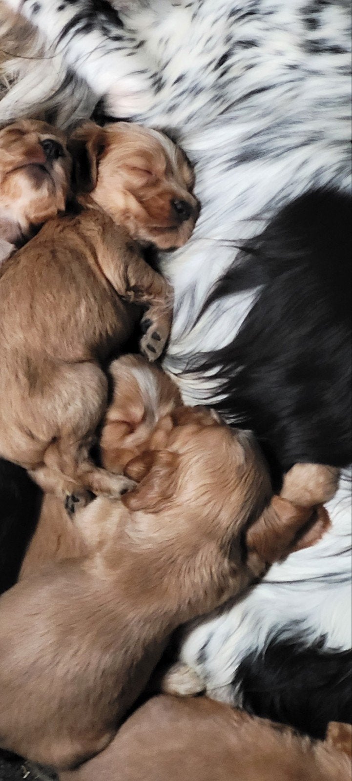 Engelse cocker pups groeien op in huis met mama en katjes, Maladie de Carré (chiens), Plusieurs, Éleveur | Loisir, Belgique