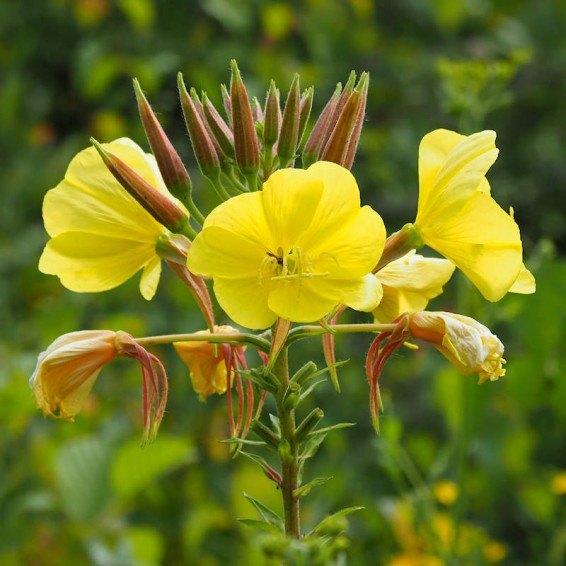 Biologische bloemzaden middelste of gewone teunisbloem, Ophalen of Verzenden, Zaad