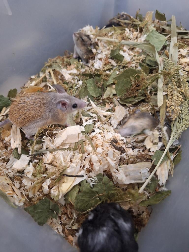 Jonge sinai stekelmuizen, Dieren en Toebehoren, Februari, Muis, Tam