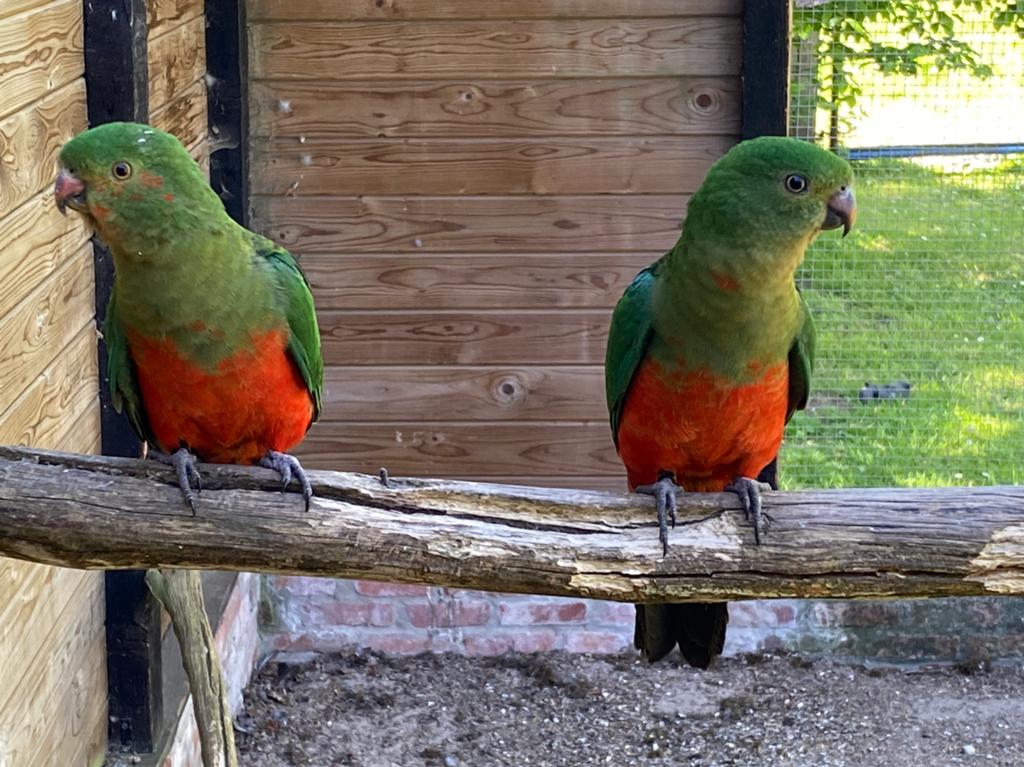 Koningsparkieten, Animaux & Accessoires, Oiseaux | Perruches & Perroquets, Domestique