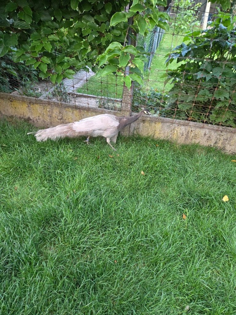 Opaal pauw haan, Dieren en Toebehoren, Pluimvee, Mannelijk, Overige soorten
