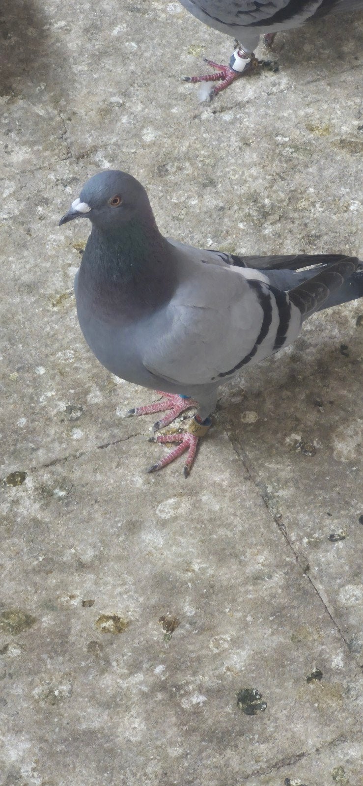 Postduif te koop, Pigeon voyageur