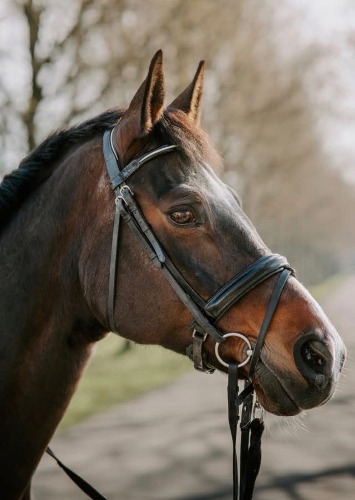 Lieve merrie, Dieren en Toebehoren, Paarden, Merrie