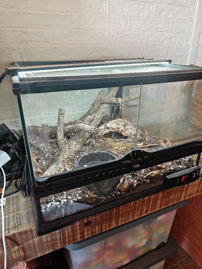 Terrarium, Dieren en Toebehoren, Reptielen en Amfibieën, Slang, Met terrarium, 3 tot 6 jaar