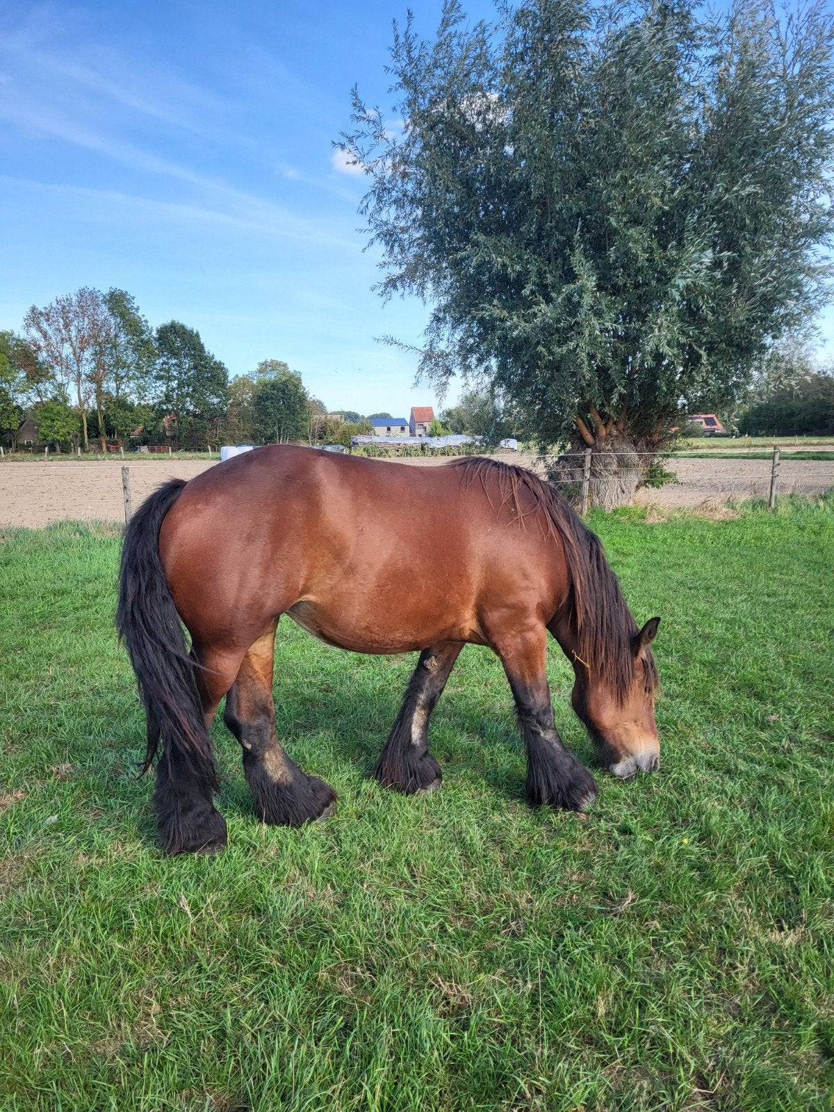 trekpaarden bruine merrie, Dieren en Toebehoren, Merrie