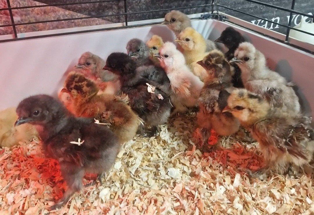 USA zijdehoentjes 2 weken oud, Dieren en Toebehoren