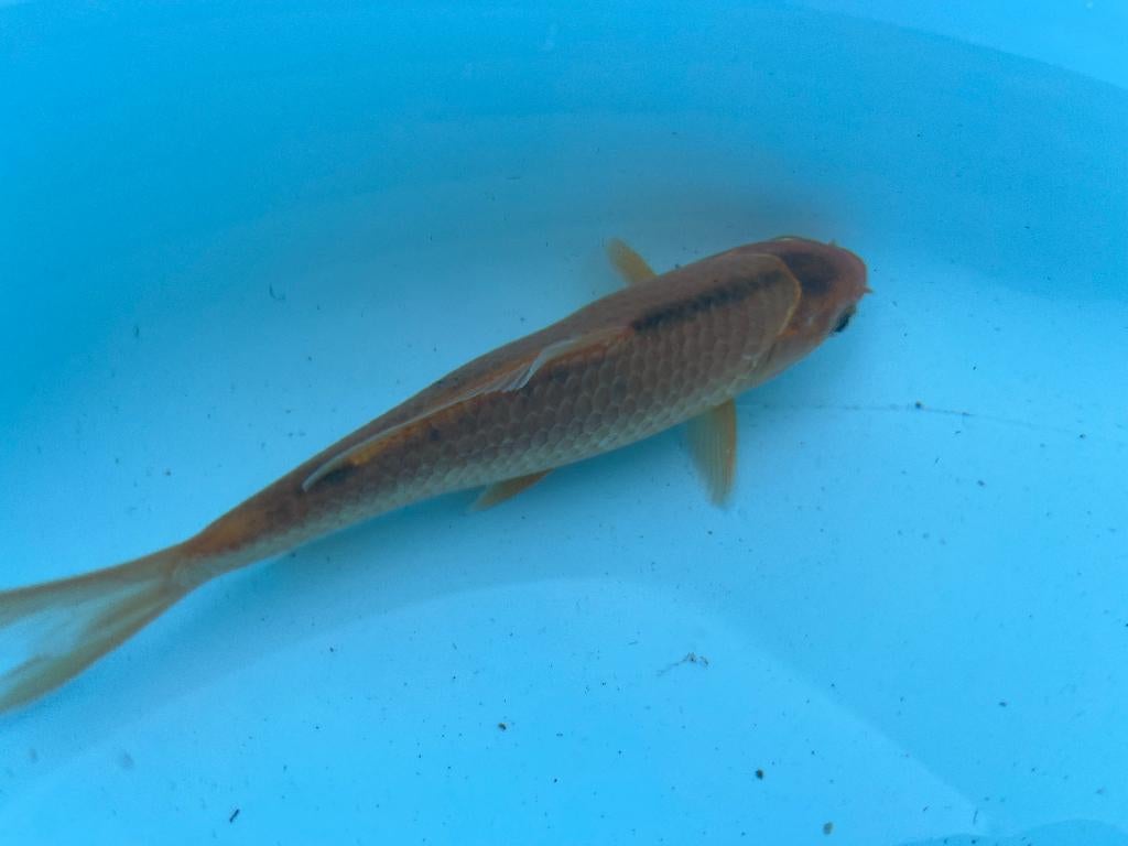 Oranje-zwarte koi 14cm, Dieren en Toebehoren, Karper of Koi