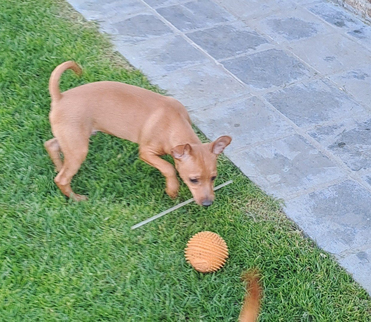 Dwergpinscher (met stamboom geteste ouders), Parvo, België, Overige rassen, 8 tot 15 weken
