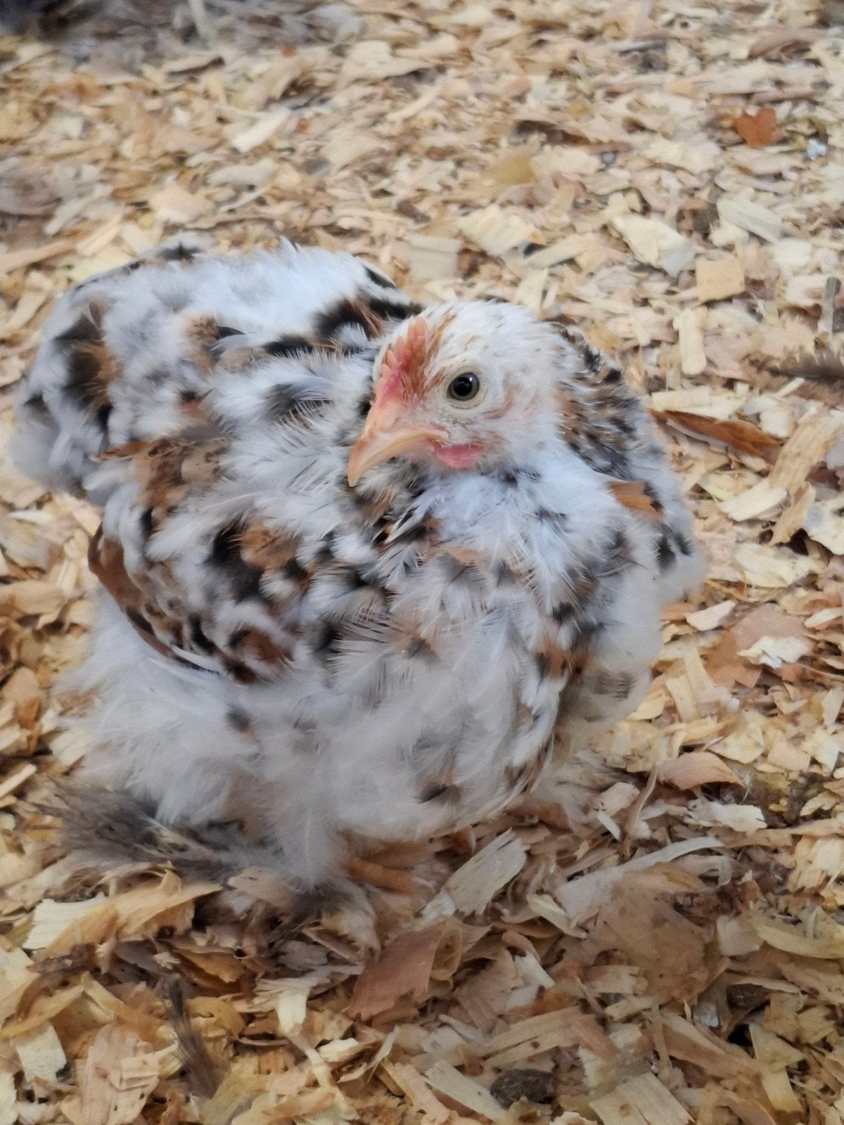 Cochin kriel haantjes, Dieren en Toebehoren, Mannelijk, Kip