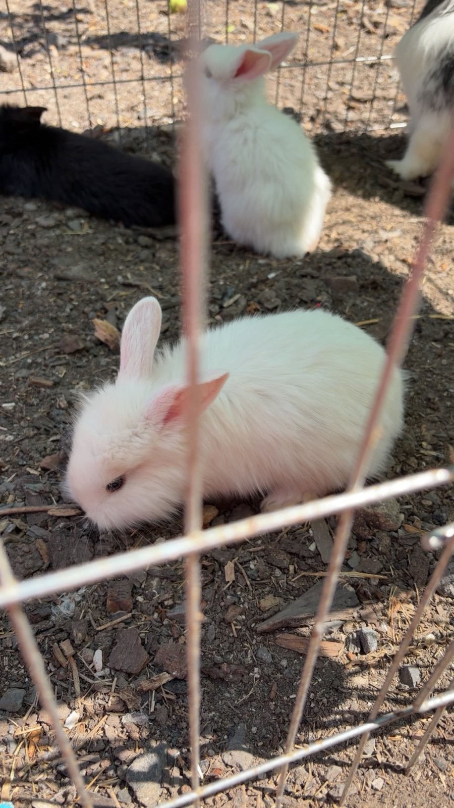 Lapin géant papillon croiser tete de lion, Enlèvement