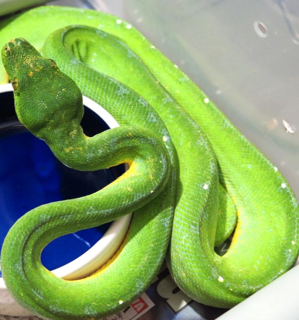 morelia viridis sorong Male, Animaux & Accessoires, Serpent, 3 à 6 ans