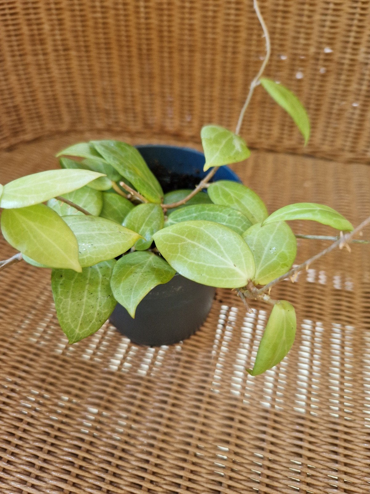 hoya fitchii, Huis en Inrichting, Kamerplanten, Ophalen