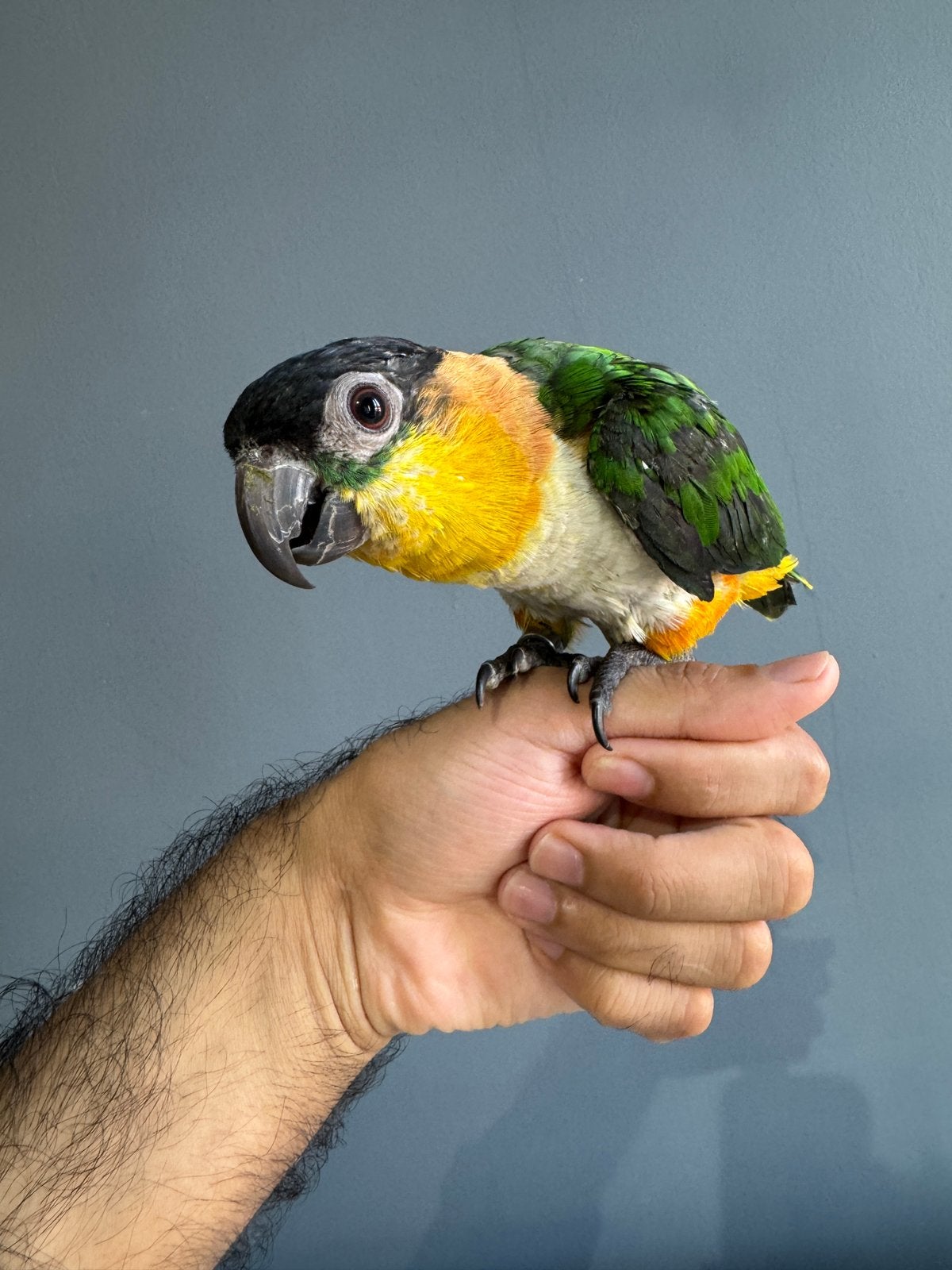 Caique tête noire super apprivoisée, Perroquet, Bagué